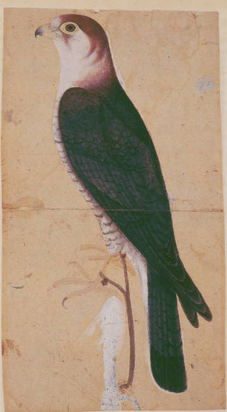 Falcon