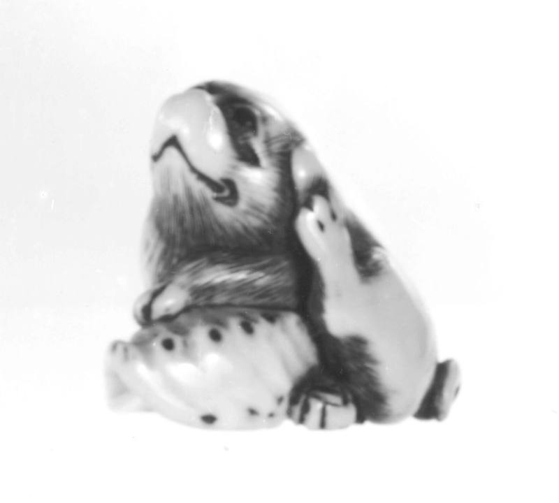 Dog with awabi shell, scratching his left ear