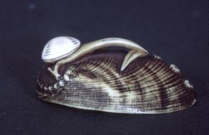 Abalone shell with bamboo leaf and shell