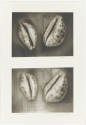 Photo: Elizabeth Mann