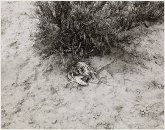 Photo: Elizabeth Mann