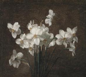 Narcissus