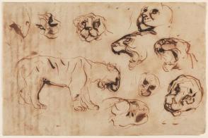 Studies of a Lioness