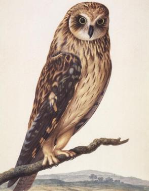 Short-eared owl