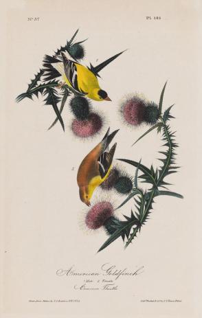 American Goldfinch (from The Birds of America)
