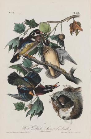 Wood Duck-Summer Duck (from The Birds of America)