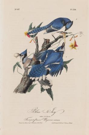 Blue Jay (from The Birds of America)