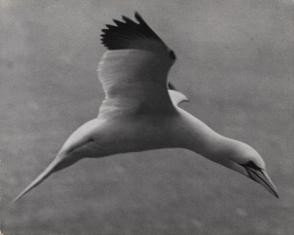 Gannet Take-Off