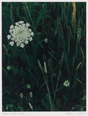 Queen Ann's Lace