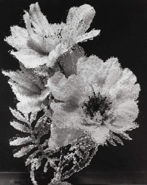 Photo: Elizabeth Mann