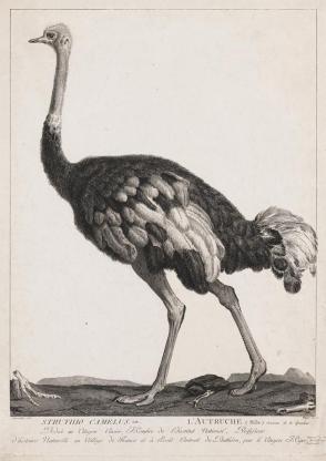 Ostrich