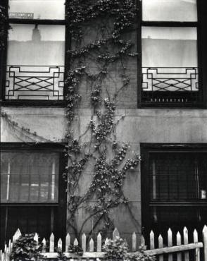 Untitled, (Window and Ivy, New York)