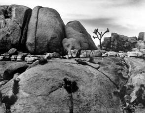 Untitled, (Rock and Tree, Death Valley)