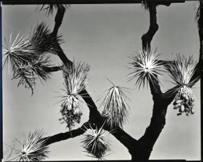 Untitled, (Joshua Tree, California)