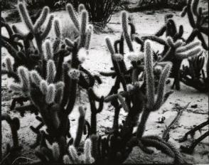 Untitled, (Desert Landscape, Baja)