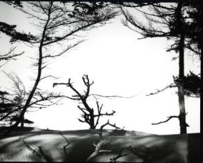 Untitled, (Trees and Dune, Oregon)