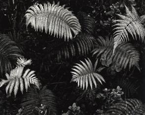 Untitled (Plants, Hawaii)