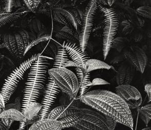 Untitled, (Plants and Leaves, Hawaii)