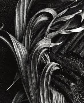 Untitled, (Plants and Lava, Hawaii)