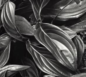Untitled, (Leaves, Hawaii)