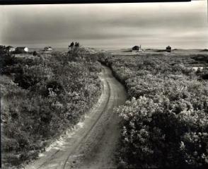 Untitled, (Roads and Plants, Landscape)