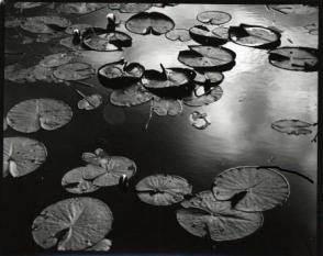 Untitled, (Lily Pond, Europe)