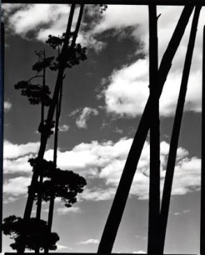 Untitled, (Trees and Clouds, Europe)