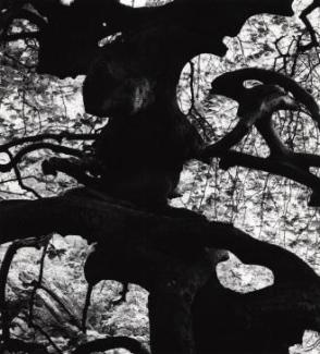 Untitled, (Tree, Paris, France, Europe)